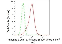 Invitrogen Phospho-C-Jun/D-Jun (Ser73, Ser100) Recombinant Rabbit Monoclonal