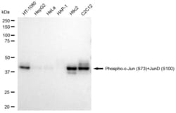 Invitrogen Phospho-C-Jun/D-Jun (Ser73, Ser100) Recombinant Rabbit Monoclonal