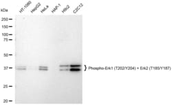 Invitrogen Phospho-ERK1/ERK2 (Thr202, Tyr204, Thr185, Tyr187) Recombinant