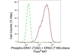 Invitrogen Phospho-ERK1/ERK2 (Thr202, Thr185) Recombinant Rabbit Monoclonal Antibody (23GB4515) 20 &mu;L | Buy Online | Invitrogen&trade; | Fisher Scientific