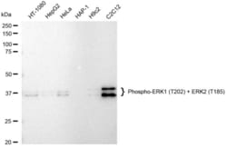 Invitrogen Phospho-ERK1/ERK2 (Thr202, Thr185) Recombinant Rabbit Monoclonal Antibody (23GB4515) 20 &mu;L | Buy Online | Invitrogen&trade; | Fisher Scientific
