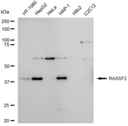 Invitrogen RASSF2 Recombinant Rabbit Monoclonal Antibody (23GB4605), Invitrogen