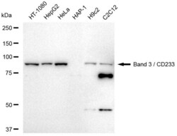 Invitrogen Band 3 Recombinant Rabbit Monoclonal Antibody (23GB4625), Invitrogen