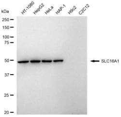 Invitrogen MCT1 Recombinant Rabbit Monoclonal Antibody (23GB4630), Invitrogen