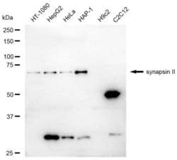 Invitrogen Synapsin II Recombinant Rabbit Monoclonal Antibody (23GB4660),