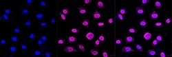 Invitrogen&trade;&nbsp;SYNE3 Recombinant Rabbit Monoclonal Antibody (23GB4665)