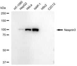 Invitrogen SYNE3 Recombinant Rabbit Monoclonal Antibody (23GB4665) 20 &mu;L | Buy Online | Invitrogen&trade; | Fisher Scientific