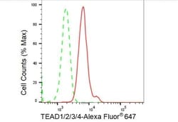 Invitrogen TEAD1/2/3/4 Recombinant Rabbit Monoclonal Antibody (23GB4680),