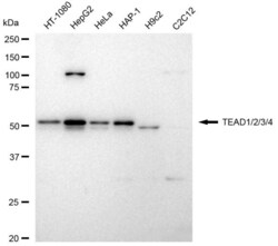Invitrogen TEAD1/2/3/4 Recombinant Rabbit Monoclonal Antibody (23GB4680),
