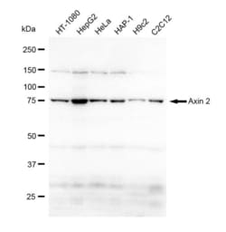 Invitrogen AXIN2 Recombinant Rabbit Monoclonal Antibody (23GB1545), Invitrogen