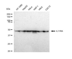 Invitrogen IL11RA Recombinant Rabbit Monoclonal Antibody (23GB4965), Invitrogen