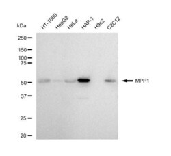 Invitrogen MPP1 Recombinant Rabbit Monoclonal Antibody (23GB4770), Invitrogen