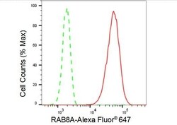 Invitrogen RAB8A Recombinant Rabbit Monoclonal Antibody (23GB4900) 20 &mu;L | Buy Online | Invitrogen&trade; | Fisher Scientific