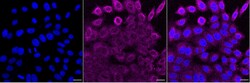 Invitrogen RAB8A Recombinant Rabbit Monoclonal Antibody (23GB4900) 20 &mu;L | Buy Online | Invitrogen&trade; | Fisher Scientific