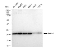 Invitrogen&trade;&nbsp;RAB8A Recombinant Rabbit Monoclonal Antibody (23GB4900)