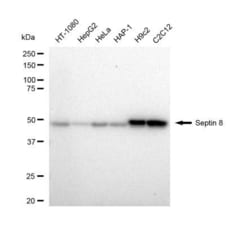 Invitrogen Septin-8 Recombinant Rabbit Monoclonal Antibody (23GB4905),