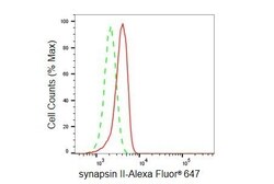Invitrogen Synapsin II Recombinant Rabbit Monoclonal Antibody (23GB4960),