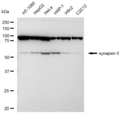 Invitrogen Synapsin II Recombinant Rabbit Monoclonal Antibody (23GB4960),