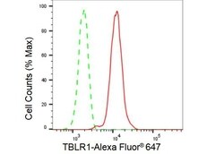 Invitrogen TBLR1 Recombinant Rabbit Monoclonal Antibody (23GB4935), Invitrogen