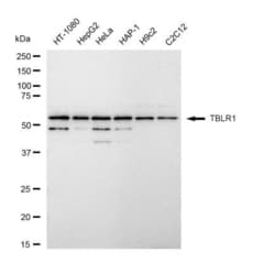 Invitrogen TBLR1 Recombinant Rabbit Monoclonal Antibody (23GB4935), Invitrogen