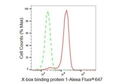Invitrogen XBP1 Recombinant Rabbit Monoclonal Antibody (23GB4840) 20 &mu;L;