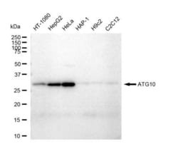 Invitrogen ATG10 Recombinant Rabbit Monoclonal Antibody (23GB4860), Invitrogen