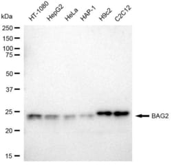 Invitrogen BAG2 Recombinant Rabbit Monoclonal Antibody (23GB7975), Invitrogen