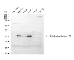 Invitrogen BCL2A1 Recombinant Rabbit Monoclonal Antibody (23GB4820), Invitrogen