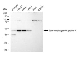 Invitrogen BMP-4 Recombinant Rabbit Monoclonal Antibody (23GB4795), Invitrogen