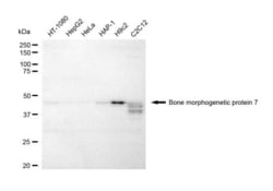 Invitrogen BMP-7 Recombinant Rabbit Monoclonal Antibody (23GB4845), Invitrogen