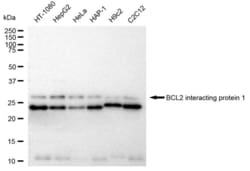 Invitrogen&trade;&nbsp;BNIP1 Recombinant Rabbit Monoclonal Antibody (23GB4870)
