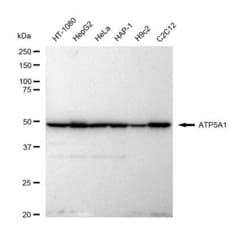 Invitrogen ATP5A1 Recombinant Rabbit Monoclonal Antibody (23GB4850), Invitrogen
