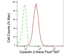 Invitrogen Caveolin 2 Recombinant Rabbit Monoclonal Antibody (23GB5020),