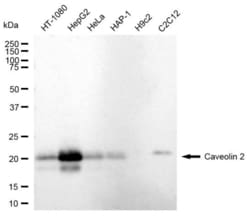 Invitrogen Caveolin 2 Recombinant Rabbit Monoclonal Antibody (23GB5020),