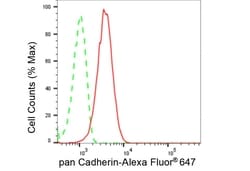 Invitrogen Pan-cadherin Recombinant Rabbit Monoclonal Antibody (23GB5050),