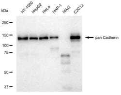 Invitrogen Pan-cadherin Recombinant Rabbit Monoclonal Antibody (23GB5050),