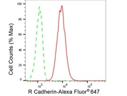 Invitrogen CDH4 Recombinant Rabbit Monoclonal Antibody (23GB5055) 20 &mu;L | Buy Online | Invitrogen&trade; | Fisher Scientific