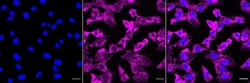 Invitrogen CDH4 Recombinant Rabbit Monoclonal Antibody (23GB5055) 20 &mu;L | Buy Online | Invitrogen&trade; | Fisher Scientific