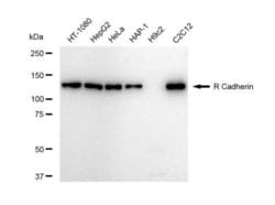 Invitrogen&trade;&nbsp;CDH4 Recombinant Rabbit Monoclonal Antibody (23GB5055)