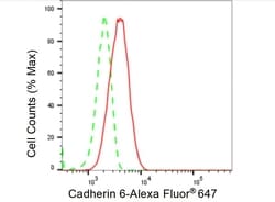 Invitrogen K-cadherin Recombinant Rabbit Monoclonal Antibody (23GB5060),