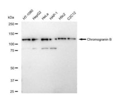 Invitrogen Chromogranin B Recombinant Rabbit Monoclonal Antibody (23GB5075),