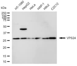 Invitrogen CHMP3 Recombinant Rabbit Monoclonal Antibody (23GB5080), Invitrogen