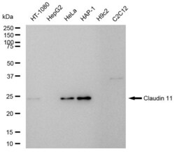 Invitrogen Claudin 11 Recombinant Rabbit Monoclonal Antibody (23GB5090),