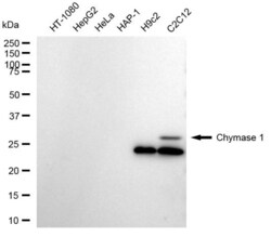 Invitrogen Mast Cell Chymase Recombinant Rabbit Monoclonal Antibody (23GB5095),