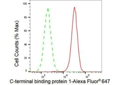 Invitrogen CtBP1 Recombinant Rabbit Monoclonal Antibody (23GB5115), Invitrogen