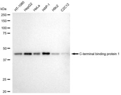 Invitrogen CtBP1 Recombinant Rabbit Monoclonal Antibody (23GB5115), Invitrogen