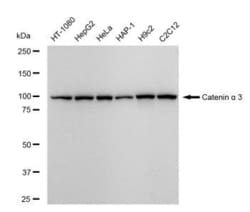 Invitrogen&trade;&nbsp;CTNNA3 Recombinant Rabbit Monoclonal Antibody (23GB5125)