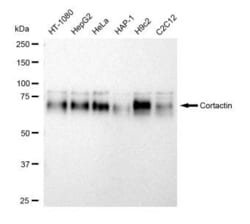 Invitrogen Cortactin Recombinant Rabbit Monoclonal Antibody (23GB5130),