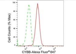 Invitrogen NOX2 Recombinant Rabbit Monoclonal Antibody (23GB5135), Invitrogen