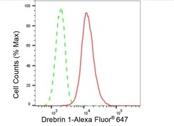 Invitrogen Drebrin Recombinant Rabbit Monoclonal Antibody (23GB5145), Invitrogen